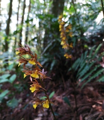 Tainia dunnii