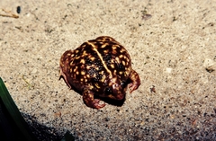 Hemisus marmoratus
