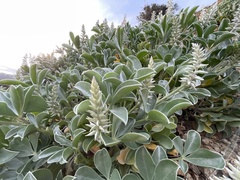 Lupinus sericatus