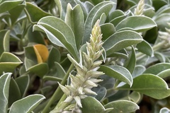 Lupinus sericatus