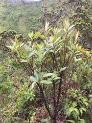 Wikstroemia oahuensis