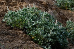 Lupinus sericatus