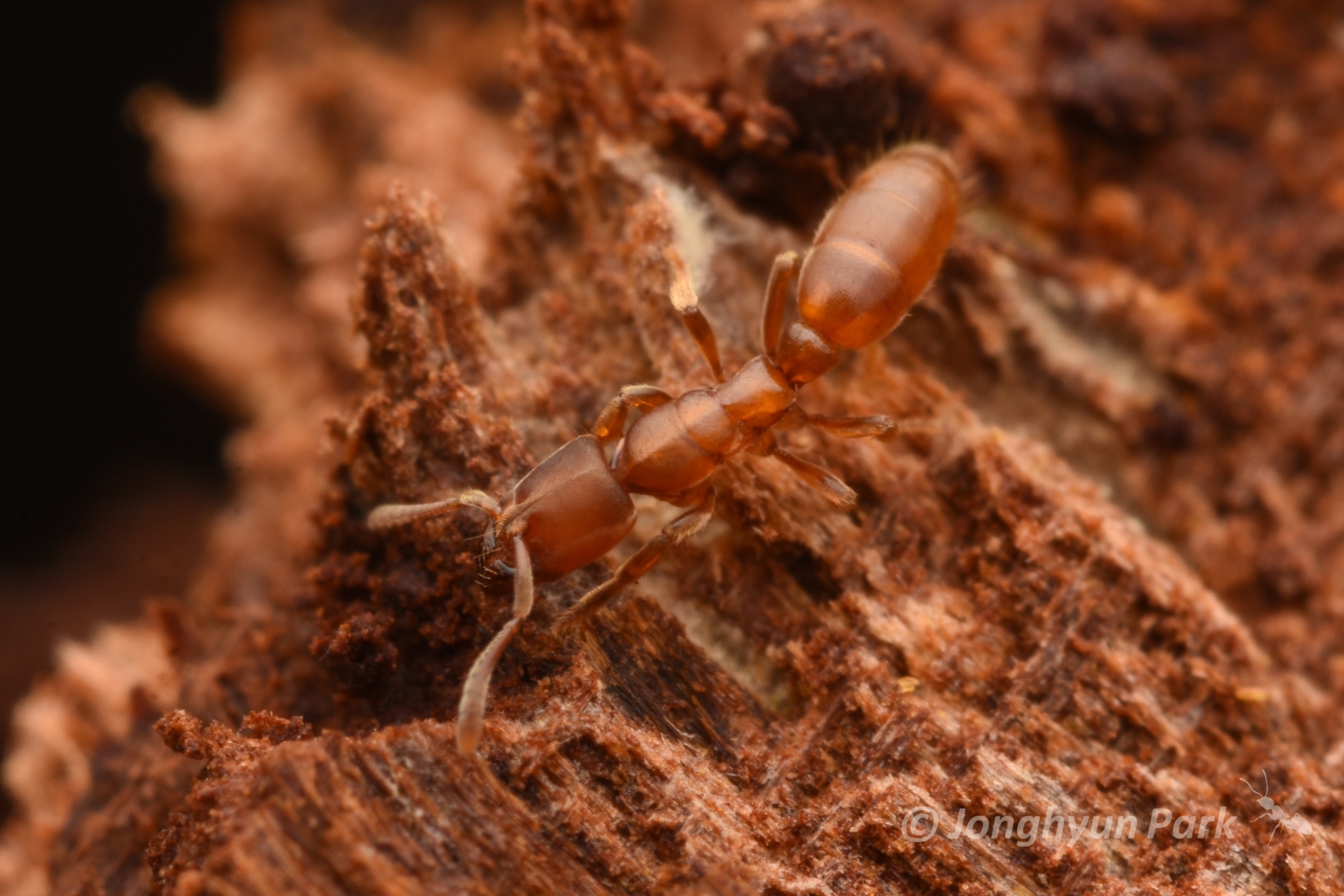 Cryptopone sauteri