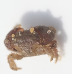 Actumnus