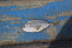 Leiognathidae
