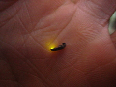 Luciola filiformis