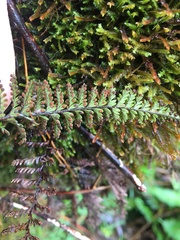 Adenophorus tamariscinus