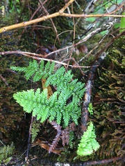 Adenophorus tamariscinus