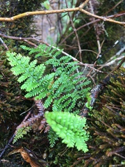 Adenophorus tamariscinus