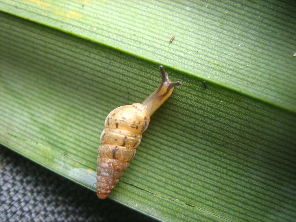 Pseudobuliminus meiacoshimensis