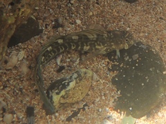 Istiblennius