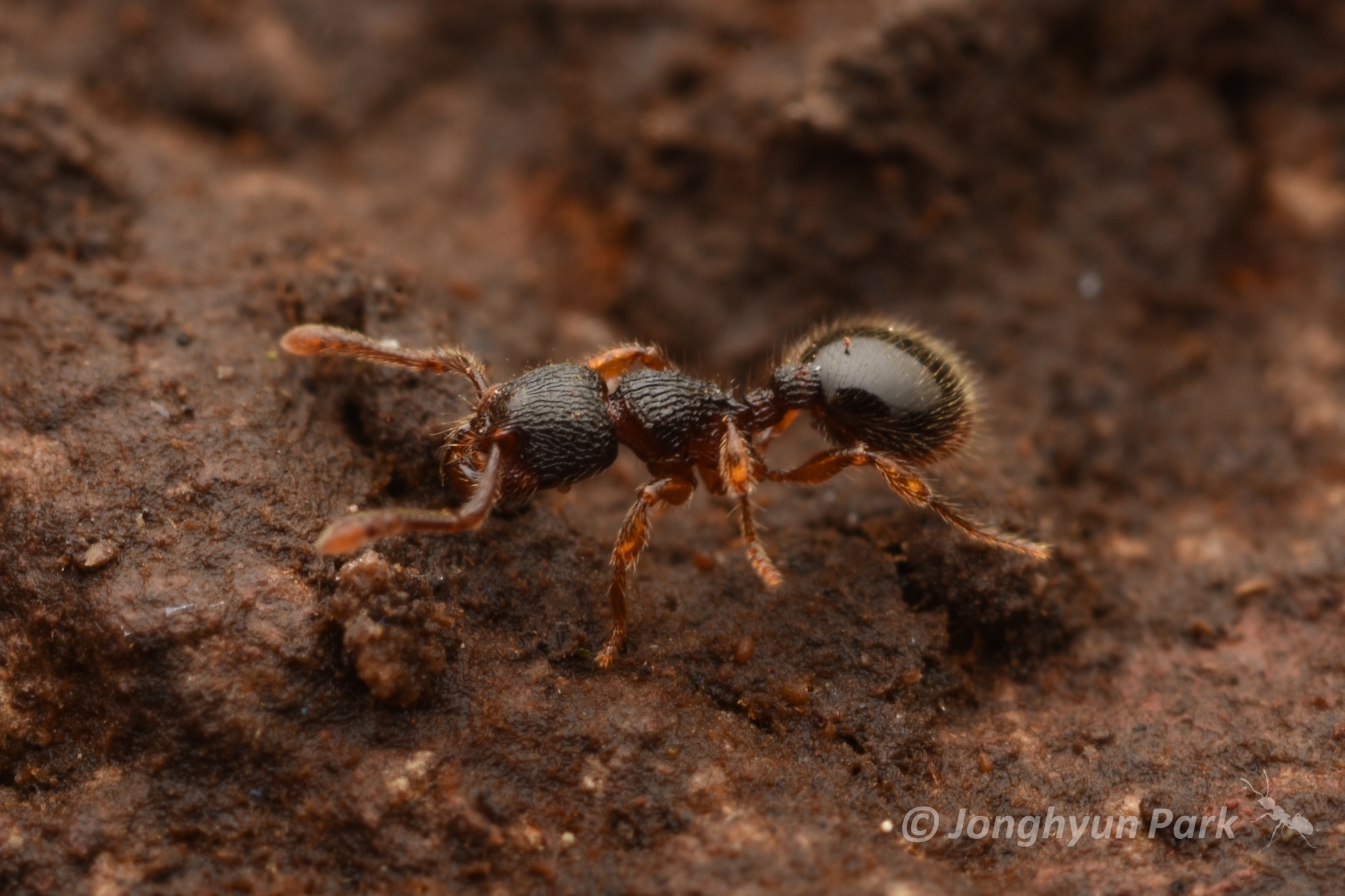 Myrmecina nipponica