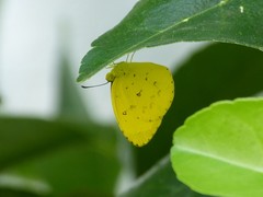 Eurema floricola