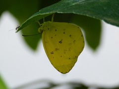 Eurema floricola