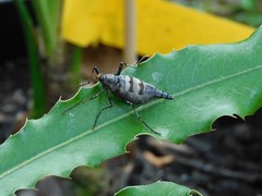 Boreoides subulatus
