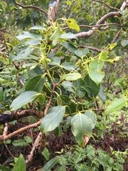 Metrosideros macropus