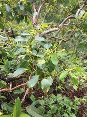 Metrosideros macropus