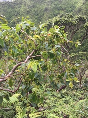 Metrosideros macropus