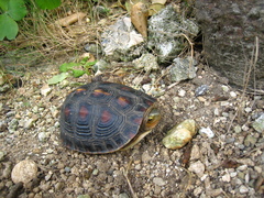 Cuora flavomarginata evelynae