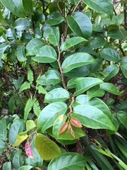 Antidesma platyphyllum