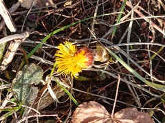 Tussilago farfara