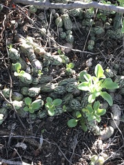 Baculellum articulatum