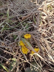 Tussilago farfara