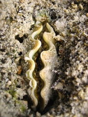 Tridacninae