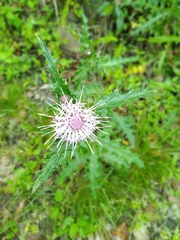 Cirsium brevicaule