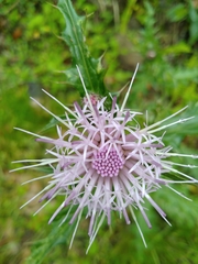 Cirsium brevicaule