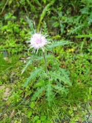 Cirsium brevicaule