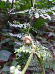 Dennstaedtia scandens