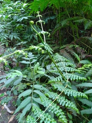Dennstaedtia scandens