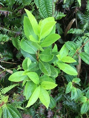 Wikstroemia oahuensis