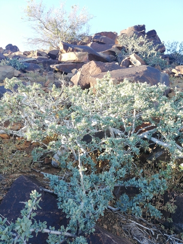 Image of Boscia oleoides by (c) Christiaan Viljoen, some rights reserved (CC BY)
