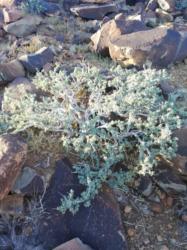 Image of Boscia oleoides by (c) Christiaan Viljoen, some rights reserved (CC BY)