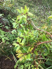 Metrosideros tremuloides