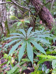 Paris polyphylla stenophylla