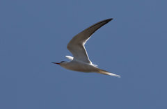 Sterna hirundo