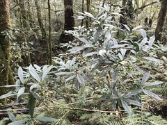 Symplocos wikstroemiifolia