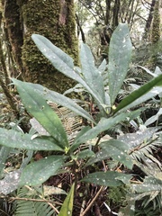 Symplocos wikstroemiifolia