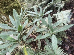 Symplocos wikstroemiifolia