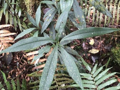 Symplocos wikstroemiifolia