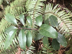 Ilex tugitakayamensis