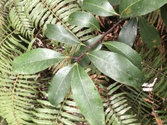 Ilex tugitakayamensis