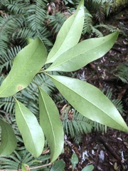 Ilex tugitakayamensis