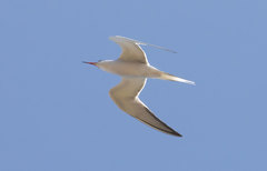 Sterna hirundo