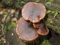 Hypholoma brunneum