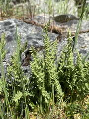 Woodsia oregana