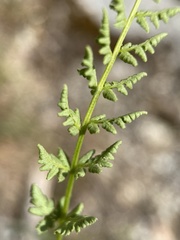 Woodsia oregana